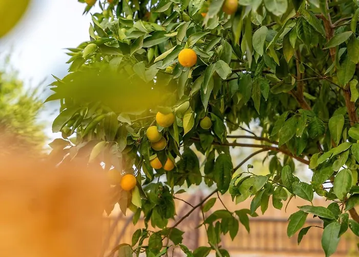 Gaia Tiny Butik Oda ve Kahvaltı 3*